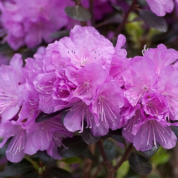 Rhododendron 'Amy Cotta' (144675)