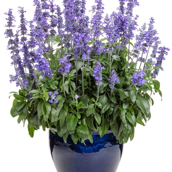 Salvia farinacea Unplugged™ 'So Blue™' (144720)