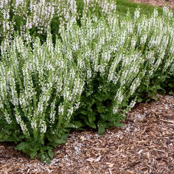 Salvia nemorosa 'White Profusion' (144723)