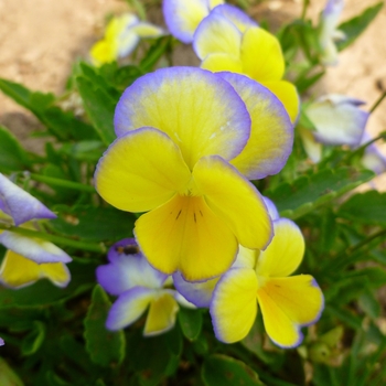 Viola cornuta Halo 'Lemon Frost' (144981)