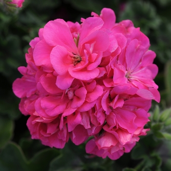 Pelargonium peltatum Focus™ 'Rose Improved' (146113)