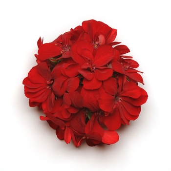 Pelargonium peltatum Precision™ 'Scarlet Red' (146139)