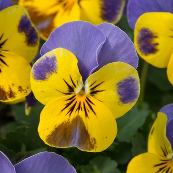Viola cornuta Sorbet® XP 'Yellow Blue Jump Up' (146376)