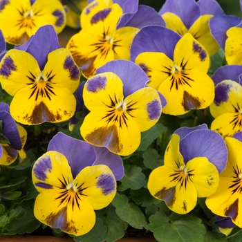 Viola cornuta Sorbet® XP 'Yellow Blue Jump Up' (146377)