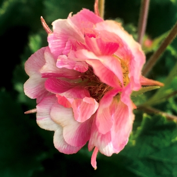 Geum Tempo™ 'Rose' (155782)