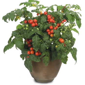 Lycopersicon esculentum Tempting Tomatoes™ 'Goodhearted™' (155942)