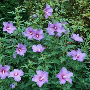 Hibiscus syriacus Paraplu Violet® '' (156090)