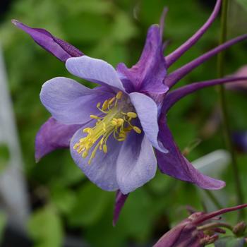 Aquilegia caerulea Earlybird™ 'Purple Blue' (157235)