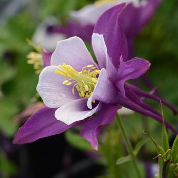 Aquilegia caerulea Earlybird™ 'Purple White' (157237)