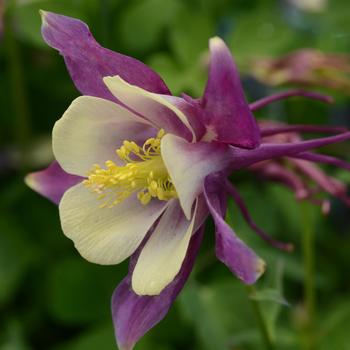 Aquilegia caerulea Earlybird™ 'Purple Yellow' (157241)