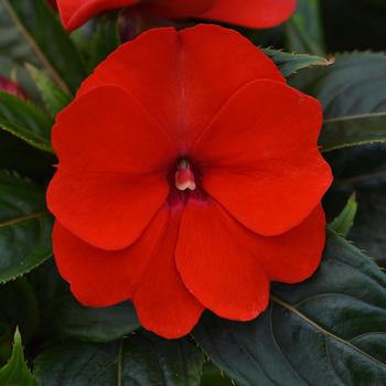 Impatiens hawkeri ColorPower™ 'Red Improved' (157436)