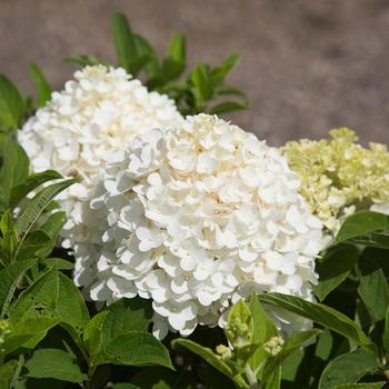 Hydrangea paniculata 'White Wedding®' (157794)