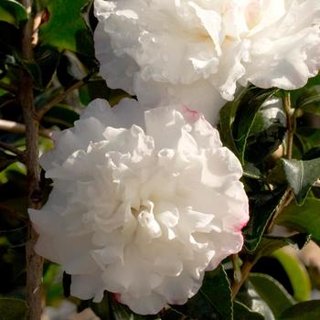Camellia sasanqua October Magic® 'Snow' (157797)