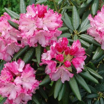 Rhododendron Southgate® 'Brandi™' (157808)