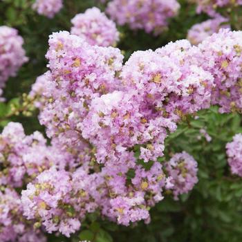 Lagerstroemia Early Bird™ 'Lavender' (157815)