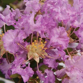 Lagerstroemia Early Bird™ 'Lavender' (157816)