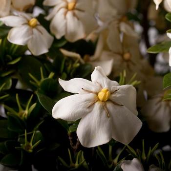 Gardenia jasminoides 'ScentAmazing™' (157894)