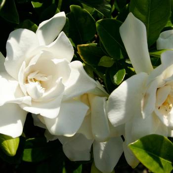 Gardenia jasminoides 'Jubilation™' (157895)