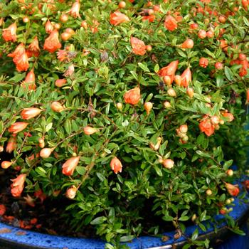 Punica granatum 'Orange Blossom Special' (157899)