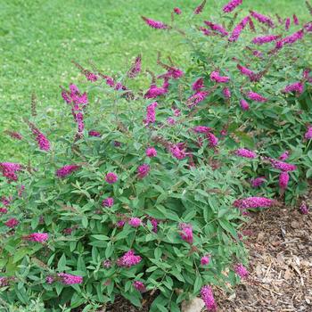 Buddleia Lo & Behold® 'Ruby Chip®' (158570)