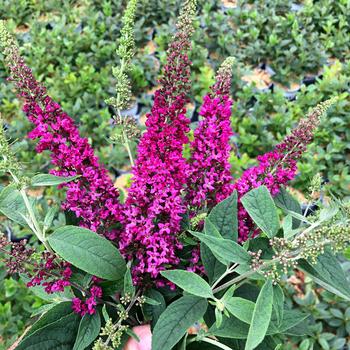 Buddleia Lo & Behold® 'Ruby Chip®' (158572)