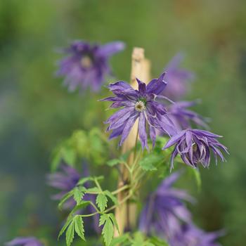 Clematis Sparky® 'Blue' (158581)