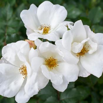 Rosa Knock Out® 'White' (158698)