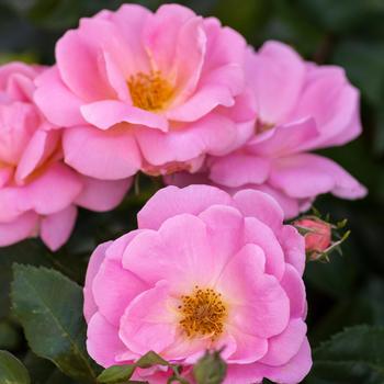 Rosa Knock Out® 'Peachy' (158707)