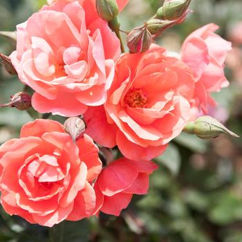 Rosa Knock Out® 'Coral' (158711)