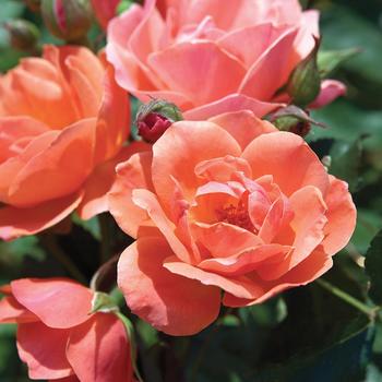 Rosa Knock Out® 'Coral' (158713)