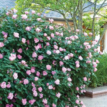 Rosa Knock Out® '' (158715)