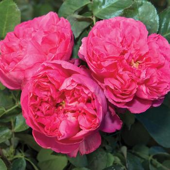 Rosa 'Pink Traviata®' (159061)