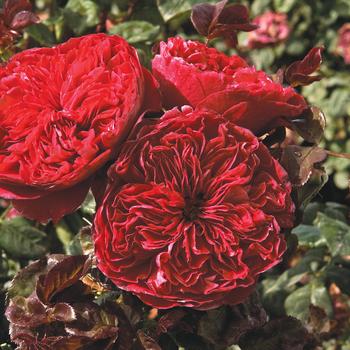 Rosa 'Rouge Royale™' (159069)