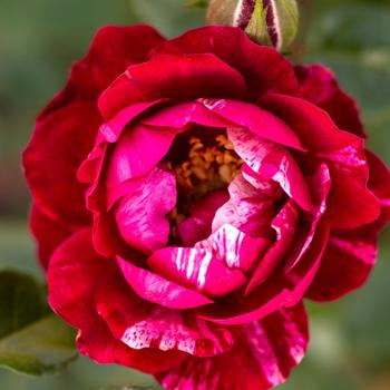 Rosa Sunblaze® '' (159075)