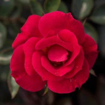 Rosa Sunblaze® '' (159077)