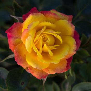 Rosa Sunblaze® '' (159084)