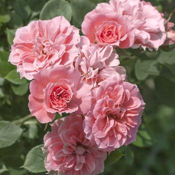 Rosa Sunblaze® '' (159089)