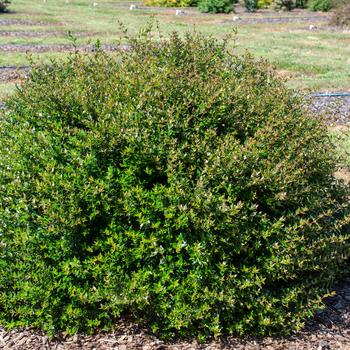 Abelia Bloomables® 'Apple Perfection™' (159264)