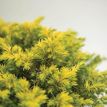 Juniperus conferta 'Golden Pacific™' (159566)