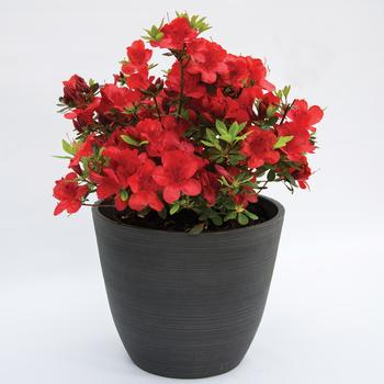 Rhododendron FlorAmore™ 'Red' (159951)