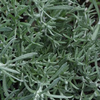Helichrysum italicum 'Silver Stitch' (160174)
