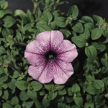 Petunia Madness® 'Orchid' (161731)