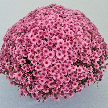 Chrysanthemum x morifolium 'Carousel Pink' (162423)