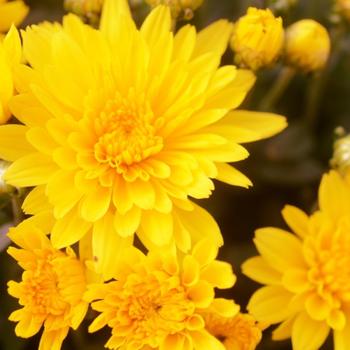 Chrysanthemum x morifolium 'Gold Riot Yellow' (163047)