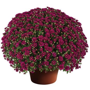 Chrysanthemum x morifolium 'Wanda™ Purple' (163203)