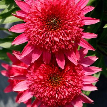 Echinacea 'Giddy Pink' (164142)