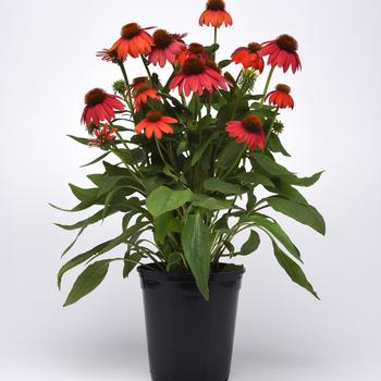 Echinacea Artisan™ 'Ombre Red' (164147)