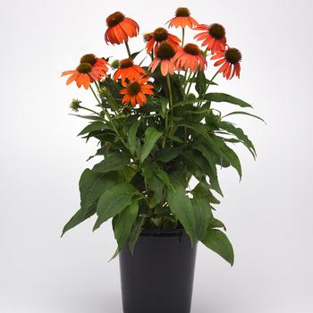 Echinacea Artisan™ 'Soft Orange' (164148)