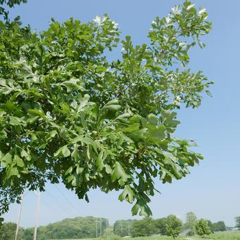 Quercus macrocarpa '' (164158)