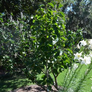 Magnolia 'Lois' (164444)